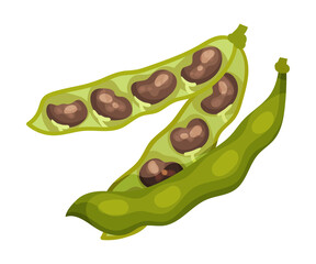 Grain Legume or Pulse Crop with Pod and Beans Vector Illustration