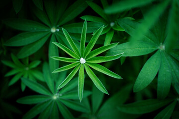 Exotic juicy green plant with dew close-up. Blurred background