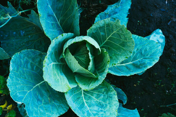 Obraz premium Large leaves of green cabbage in the dew in the garden. Household Close up