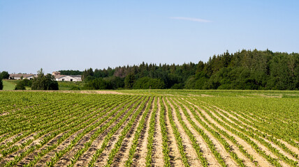 Farm field with beds  green spinach on forest background, sown in even rows. Cultivation sprouts of...