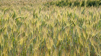 A beautiful barley field with green ears as a background. Flowering grain, seeds of cereal agriculture in sunny day. Flour making. Agriculture of the country, green barley field. Banner for web site