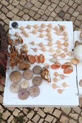 Seashell vacation souvernirs