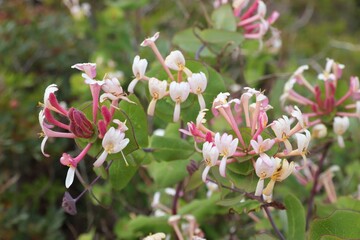 Obraz premium Etruscan honeysuckle in Portugal