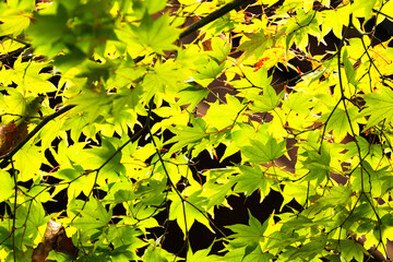 長野と山梨に跨がる八ヶ岳、秋の風景・日本