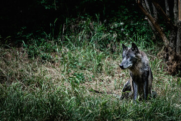 Obraz premium Magnifique loup du canada au pelage gris - Canis lupus