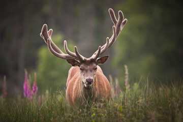 Un cerf en velours qui mange des herbes en prairie