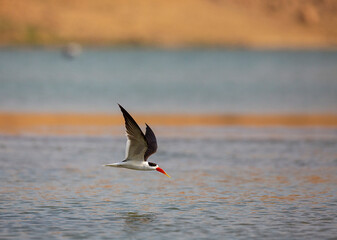 Black skimmer in flight looking for prey, Rynchops niger, Chambal River, Rajasthan, India