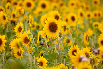 yellow sunflower field