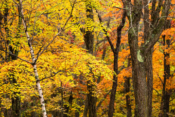 長野と山梨に跨がる八ヶ岳、秋の風景・日本