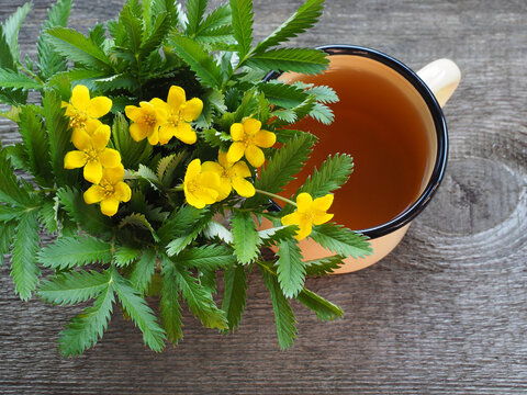 Medical plant potentilla anserina with yellow flowers and herbal tea in an enameled mug on a wooden stand, top view. Useful herb for use in alternative medicine and cosmetology