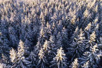An aerial view on winter wonderland snowy boreal coniferous forest with frosty pine and spruce in Estonian nature, Northern Europe. 
