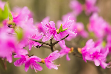 長野と山梨に跨がる八ヶ岳の植物・日本