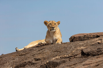 Lioness resting on a rock,  Maasai Mara National Reserve, Kenya, Africa