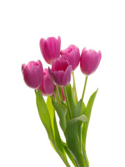 purple tulip flowers isolated on white