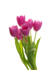 Fototapeta premium purple tulip flowers isolated on white