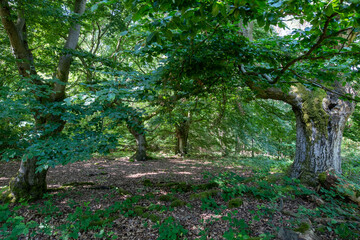 Germany. The protected Halloh beech tree forest near Kierspe was used as a wood pasture for centuries