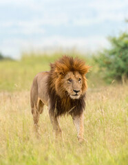 Fototapeta na wymiar Male Lion on prowl, Maasai Mara National Reserve, Africa