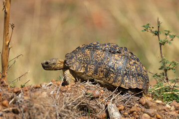 Leopard Tortoise, Stigmochelys pardalis, only member of the genus Stigmochelys, Maasai Mara National Reserve, Africa