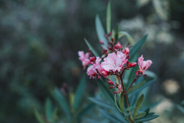 pink oleander on a background of beautiful greenery