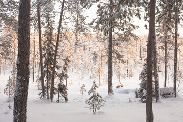 Winter forest in the snow during a yellow sunset in Oulanka National Park near Kuusamo, Northern Finland. 
