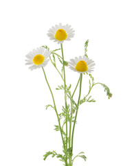 Chamomiles daisy flower isolated on white background