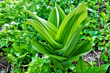 Obraz premium Alpine meadows in summer. White American hellebore is a herb with large, wide, corrugated leaves. Bright green color. Background - herbs, wildflowers.