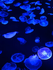 クラゲ jellyfish
