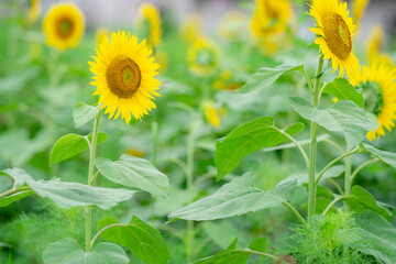 満開のふんわりしたひまわり