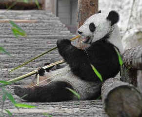 Giant panda (Ailuropoda melanoleuca)  eating bamboo