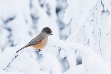 Beautiful and cute Finnish bird Siberian jay, Perisoreus infaustus, on a snowy branch tree in winter wonderland in Konttainen near Kuusamo, Northern Finland. 
