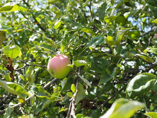 ripe fragrant Apple on a branch on a Sunny summer day