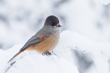 Beautiful and cute Finnish bird Siberian jay, Perisoreus infaustus, on a snowy branch tree in winter wonderland in Konttainen near Kuusamo, Northern Finland. 