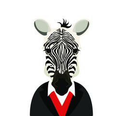 Zebra with clothes in white background