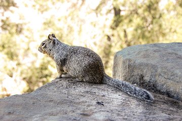 Squirrel in Grand Canyon National Park, Arizona, USA