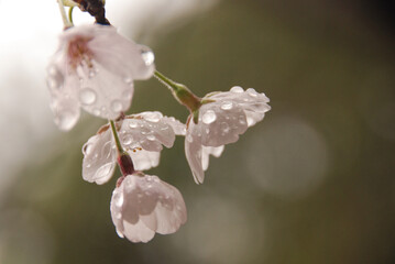 Sakura light pink cherry blossom flowers with rainy drops, Kyoto, Japan, Asia