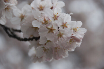 Sakura white cherry blossom flowers, Kyoto, Japan