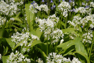 Fototapeta premium Wild garlic also known as Allium ursinum or ramsoms, flowering in woodland the spring, Dorset, UK