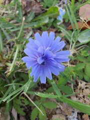 flower of a flower