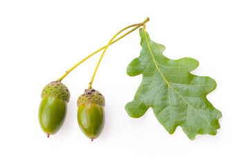 acorn isolated on white background