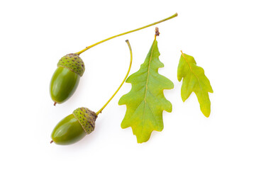 acorns with oak leaf isolated on white.