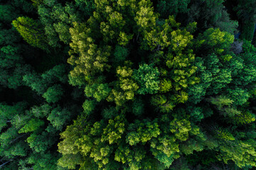 An aerial of a lush summery mixed boreal forest in Estonian nature, Northern Europe. 