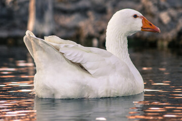 white swan on the water