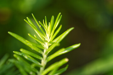 Portulaca green leaves in garden