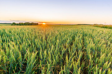 Scenic view at beautiful summer sunset in a wheaten shiny field with golden wheat and sun rays, deep blue cloudy sky and road, rows leading far away, valley landscape © Yaroslav