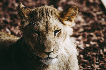 Obraz na płótnie Canvas Portrait d'un jeune lion