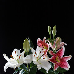 poster with white and pink lily flowers on a black background