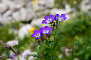 Alpenblumen Berge Wandern Natur Pflanzen Foto 2020 Österreich