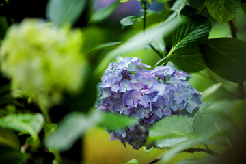 Beautiful purple and blue color Hydrangea macrophylla serrsta flowers in the garden at early summer.