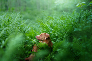 dog in the fern. Nova Scotia Duck Tolling Retriever in the forest. Tropics wood. pet in nature. 