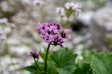 Alpenblumen Berge Wandern Natur Pflanzen Foto 2020 Österreich